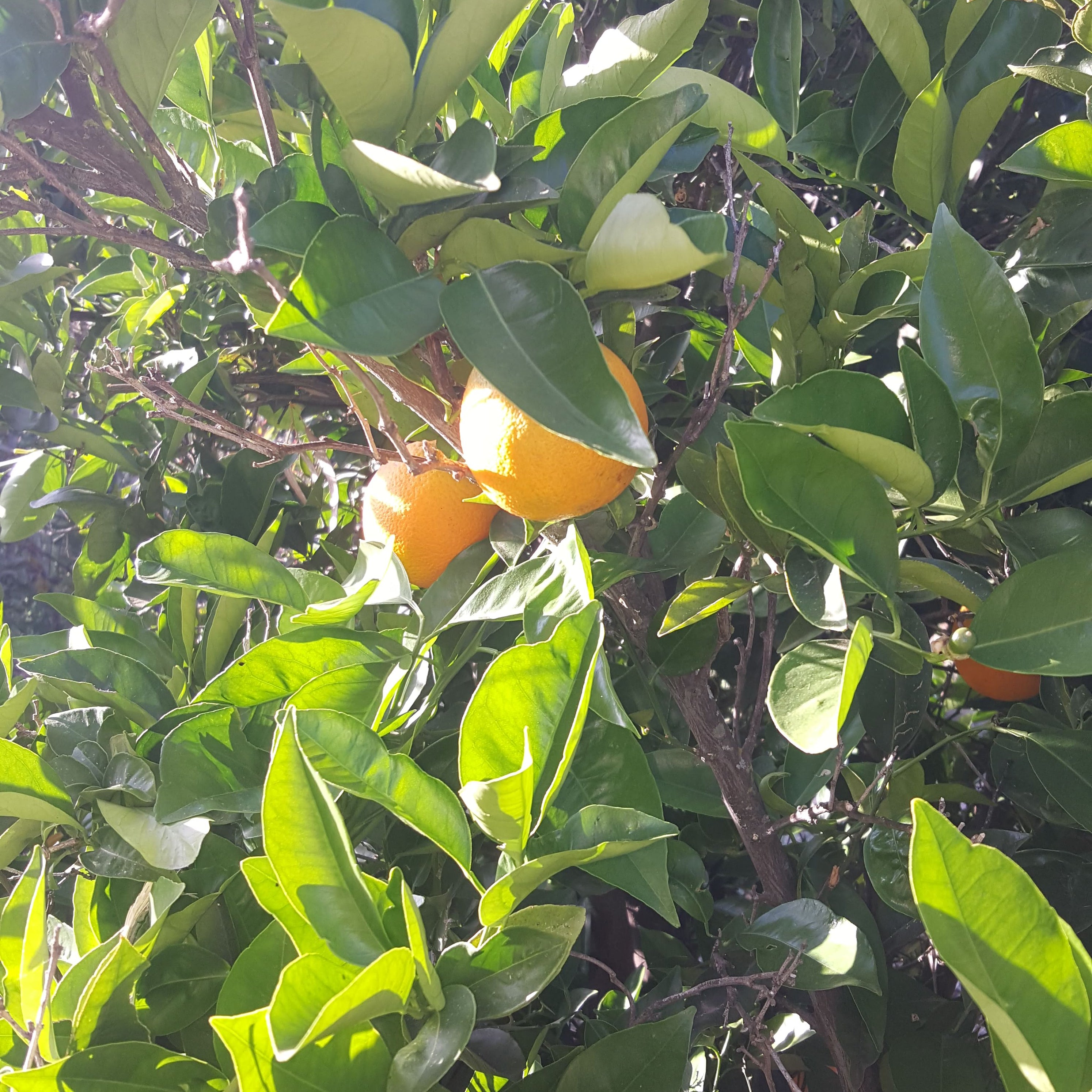 SAVAGE BEE-CHES Orange and citrus product are sourced from our groves and other California farms.