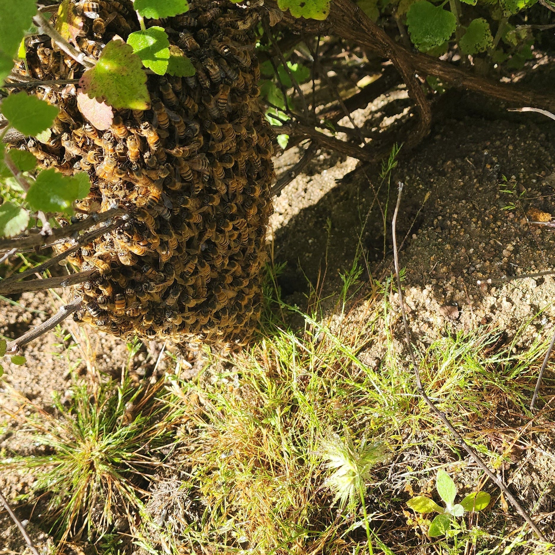 Bee Swarm | SAVAGE BEE-CHES