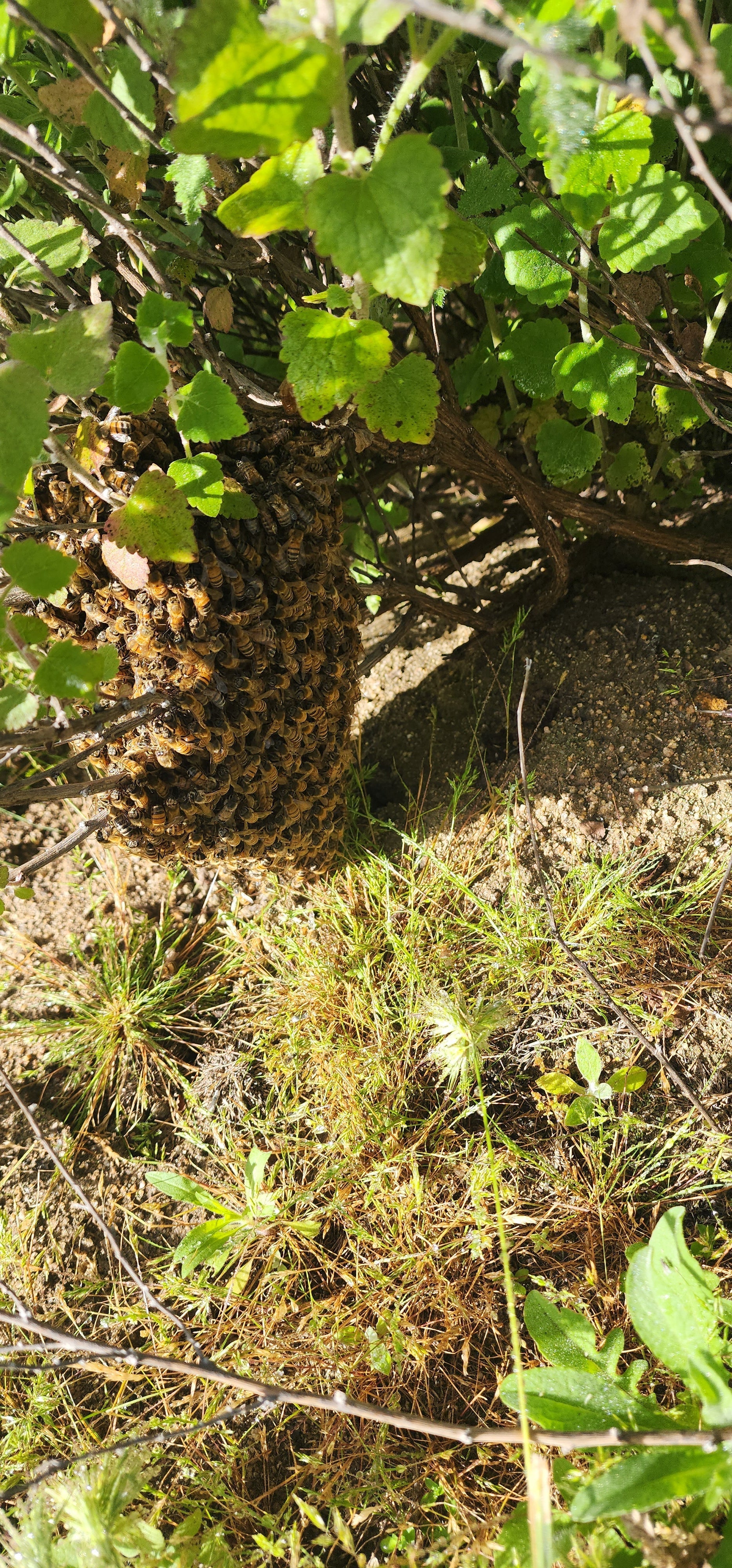Bee Swarm | SAVAGE BEE-CHES