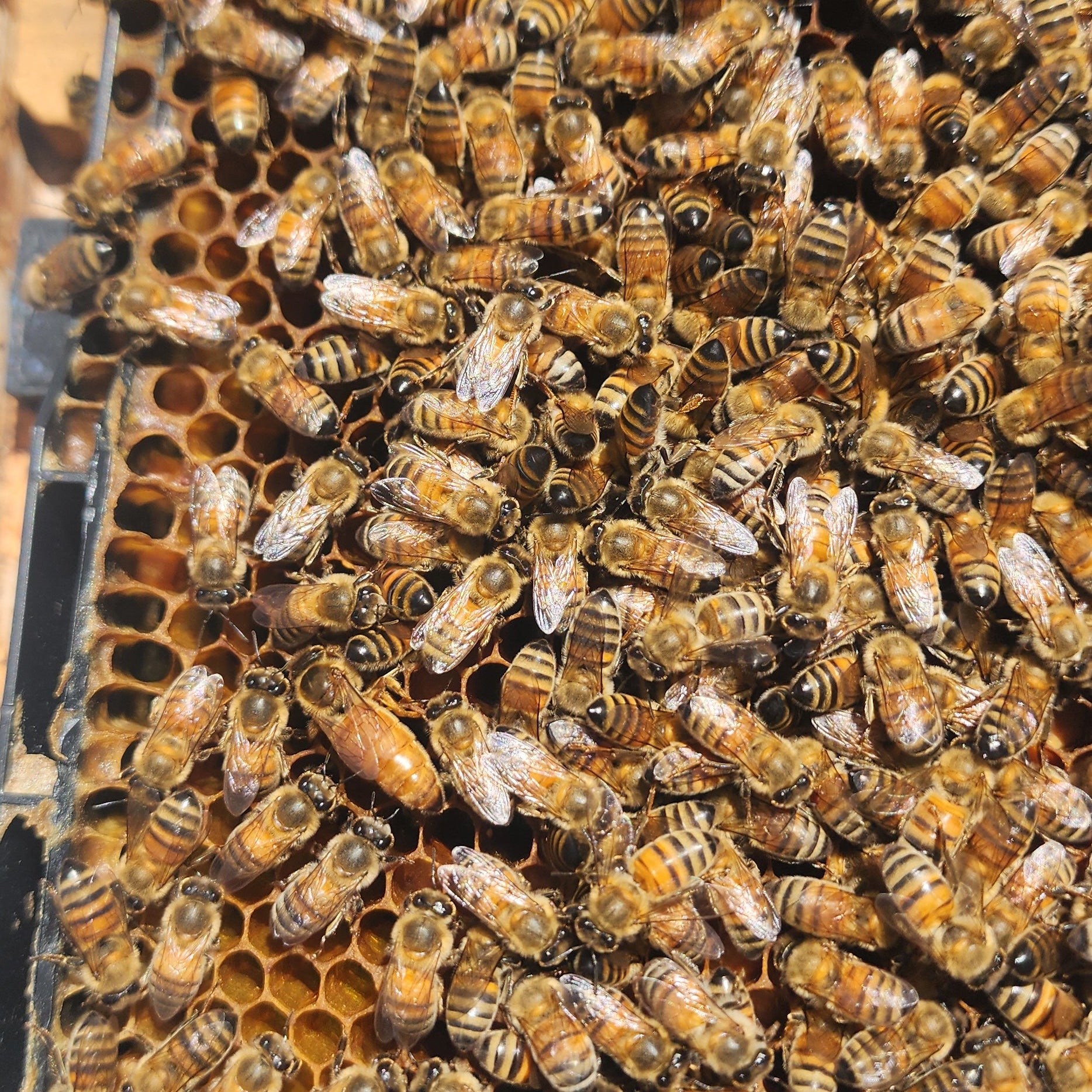 Bee Venom 101