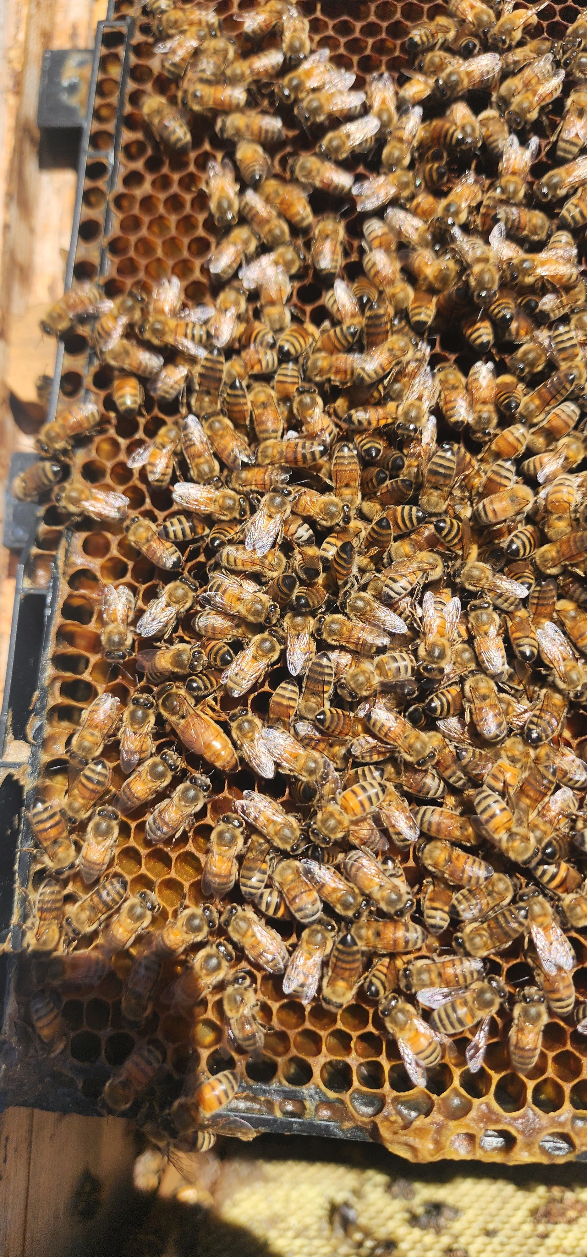 Bee Venom 101