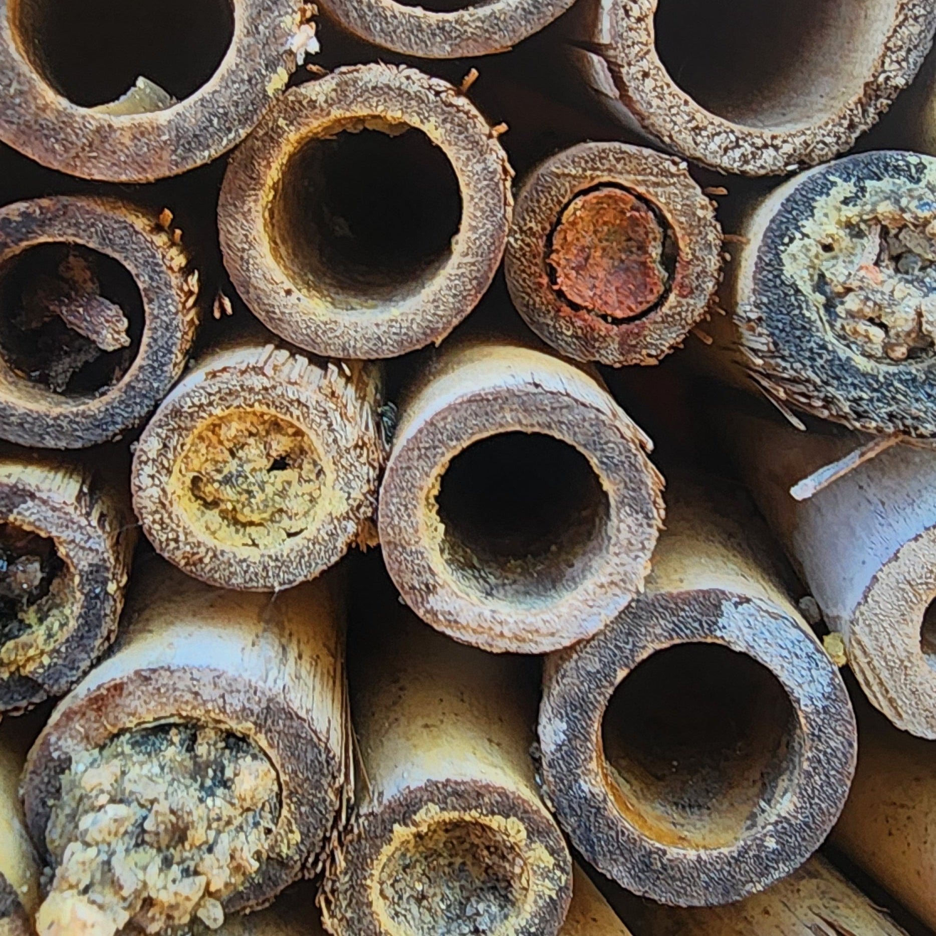 Stop ‘Saving the Bees’ the Wrong Way: Why Urban Honeybee Hives Are Harming Native Bees