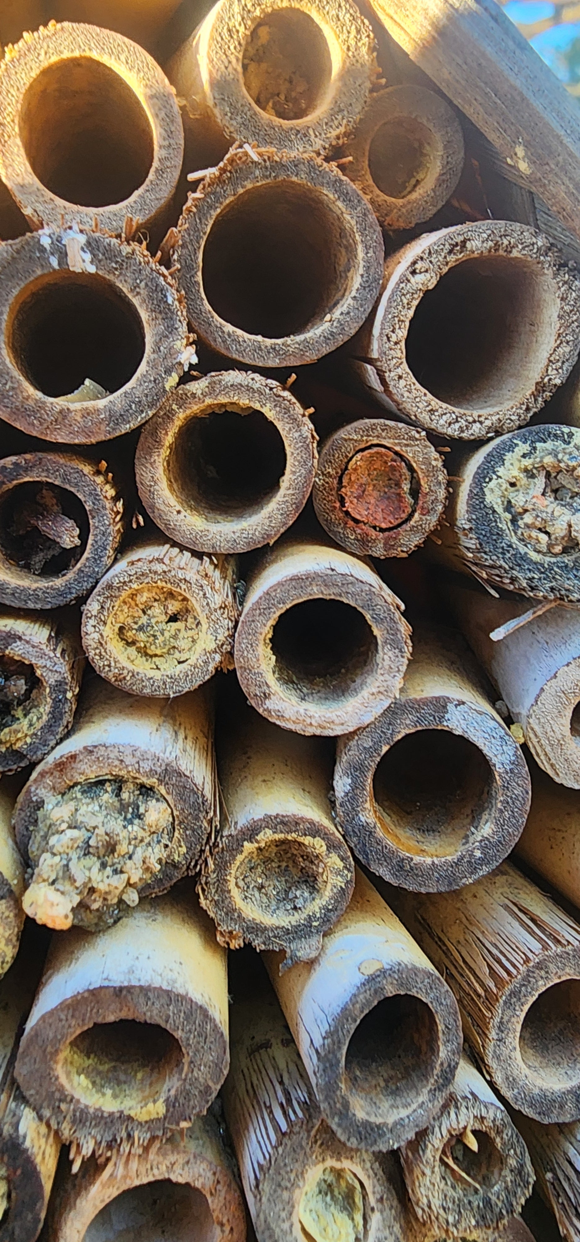 Stop ‘Saving the Bees’ the Wrong Way: Why Urban Honeybee Hives Are Harming Native Bees