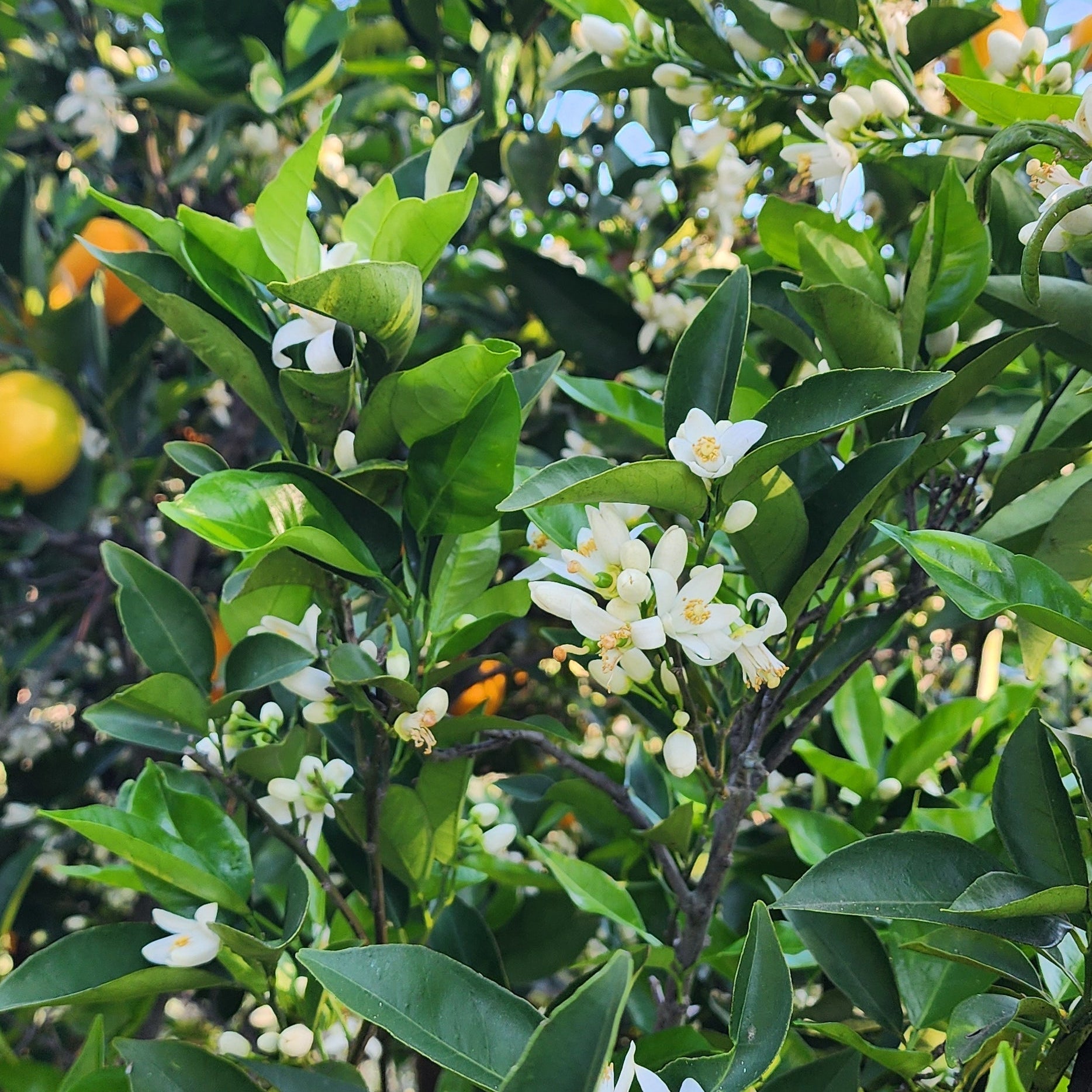 Conflict-Free Honey: A Honey Brand Owner's Honest Conversation About Honeybees