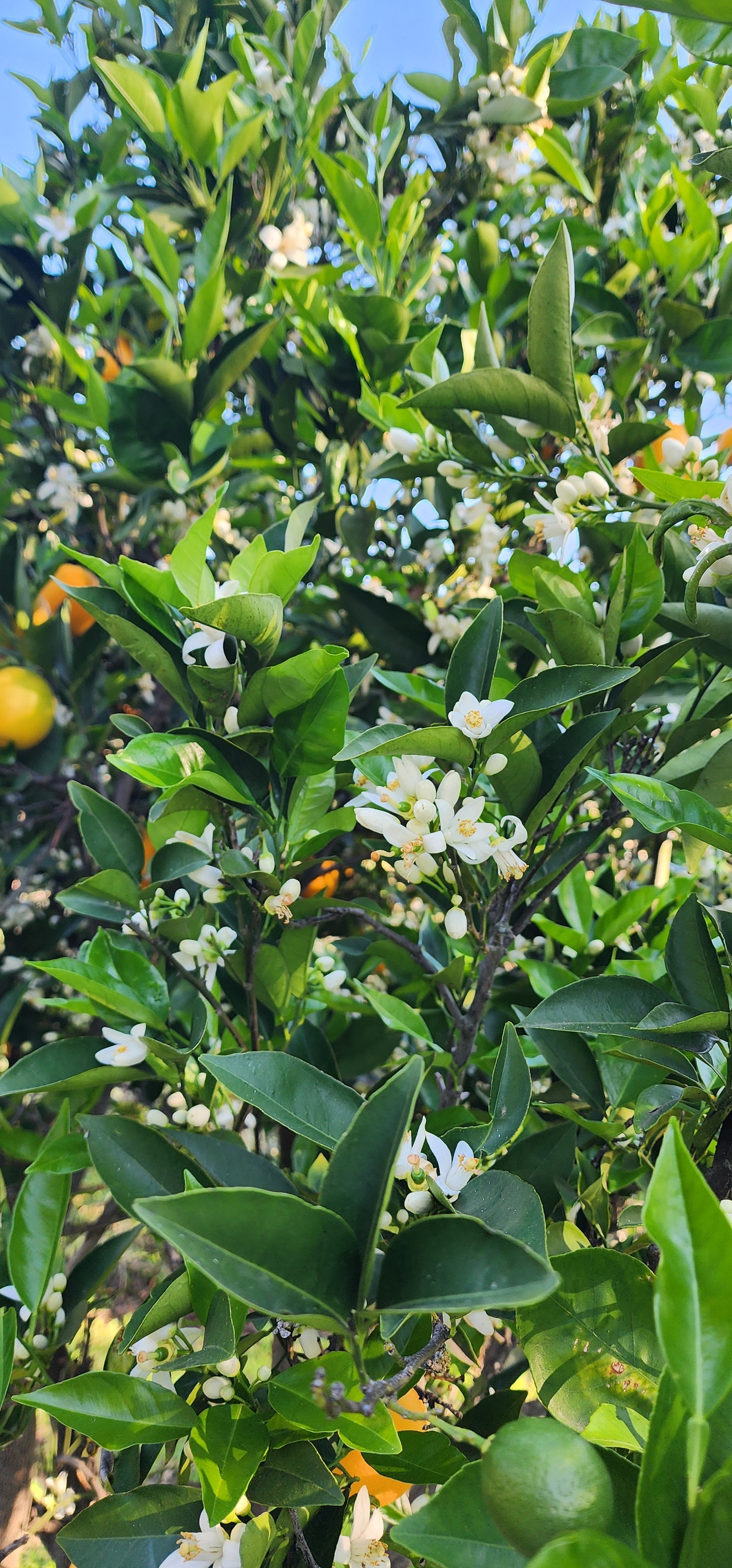 Conflict-Free Honey: A Honey Brand Owner's Honest Conversation About Honeybees