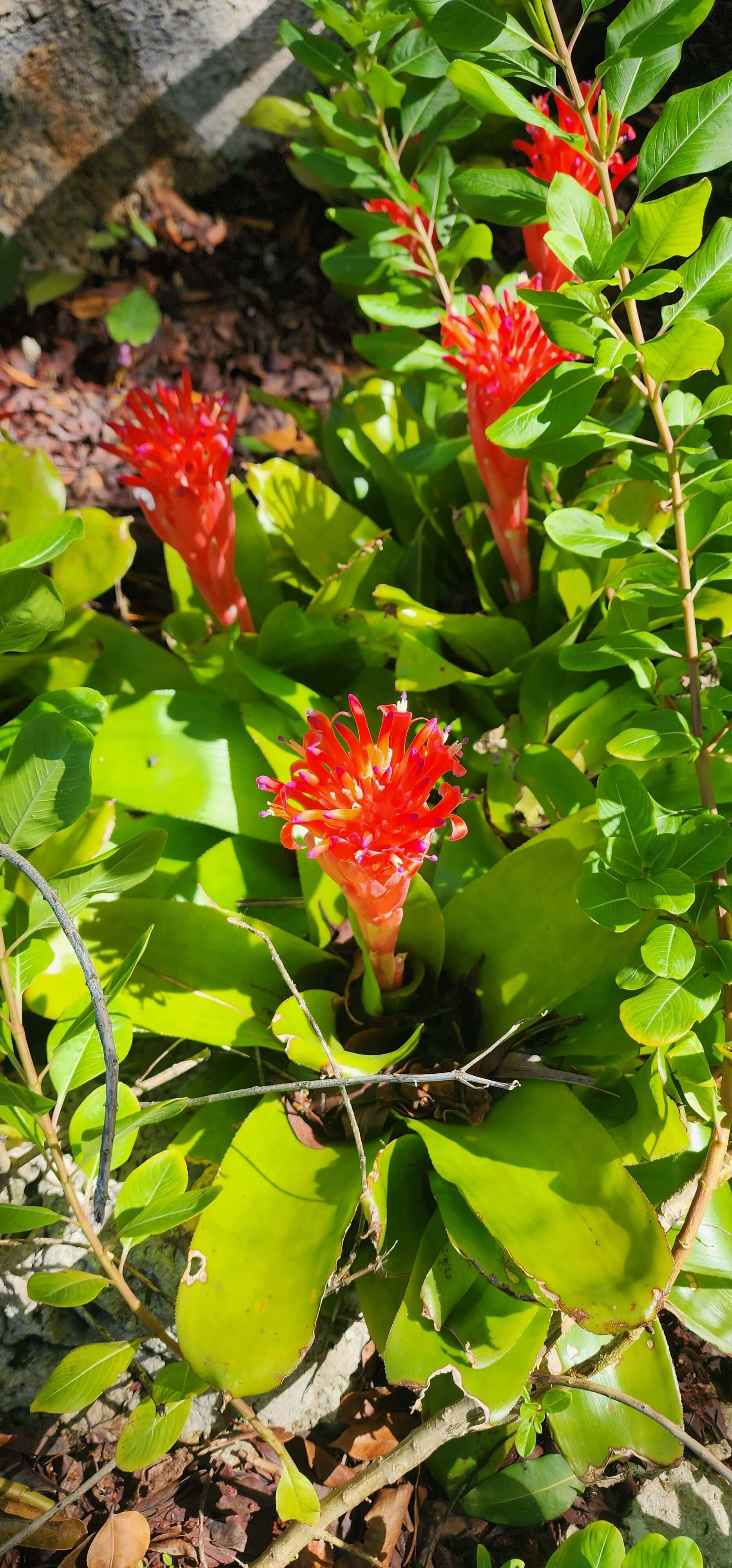 Honey Hunting Series