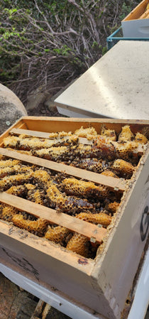 CALIFORNIA HONEYCOMB in Frame