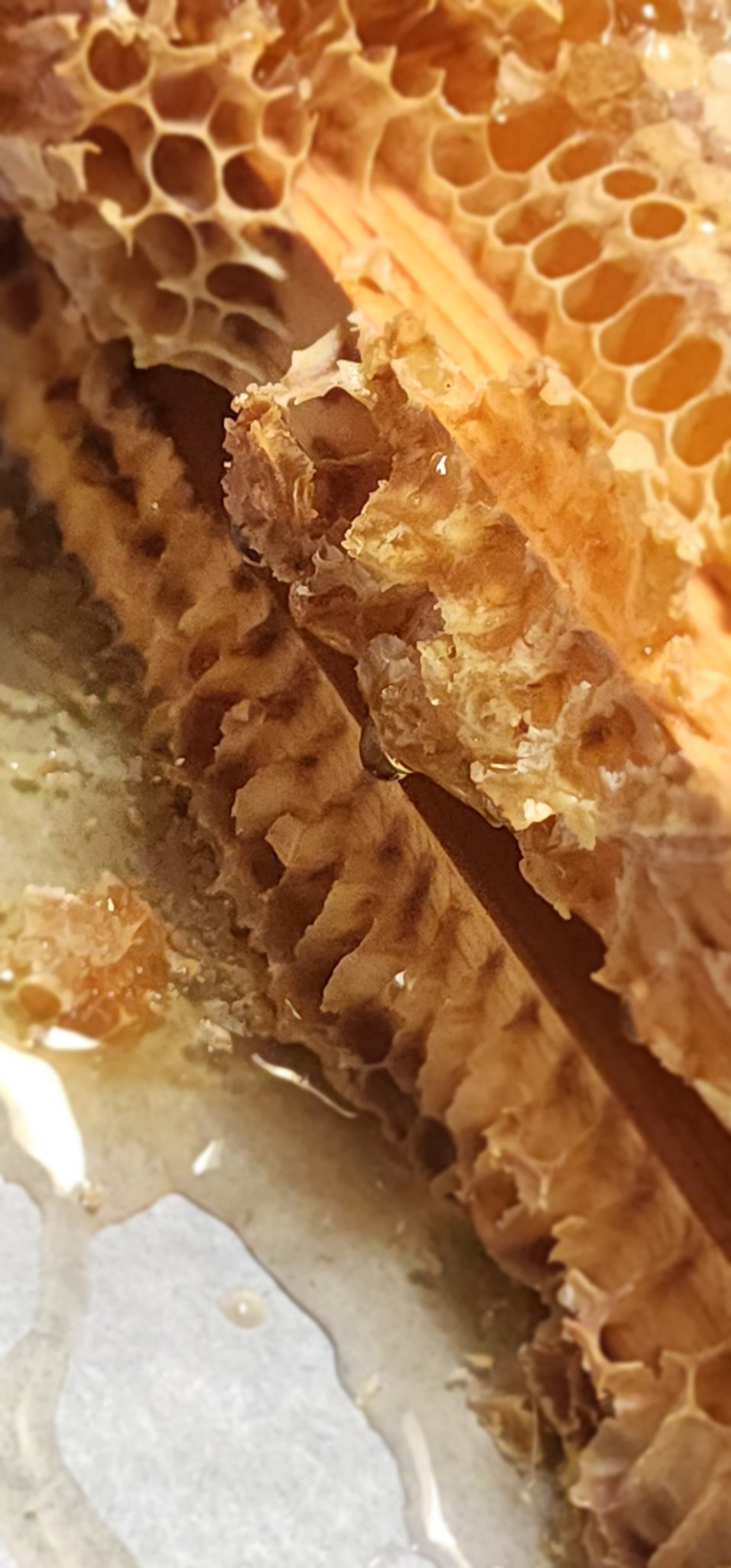 CALIFORNIA HONEYCOMB in Frame
